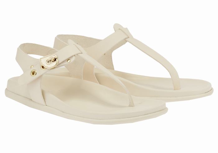 Sandales Bride Arrière Ancient Greek Sandals Alki Flip Flop   | WIY-5773476